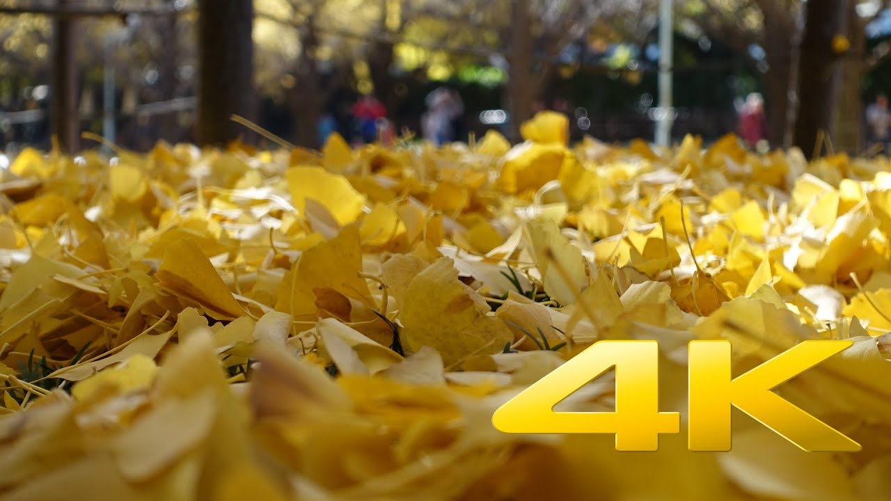 Gaienmae Ginkgo Icho Namiki Avenue - Tokyo