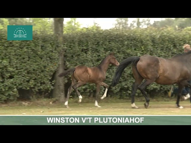 WINSTON V'T PLUTONIAHOF