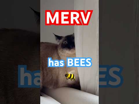 TALKiNG  CAT HELPS WITH BEES. merv's official page! #bagagwa #catsofyoutube #siamese #summer