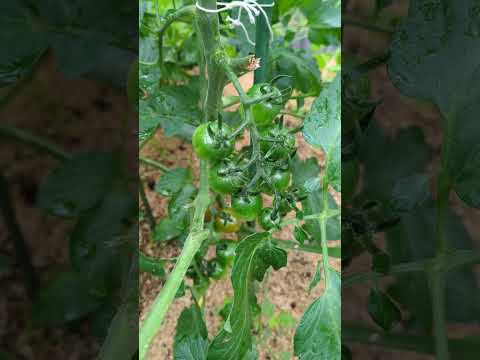 なぜトマトは育たないのでしょうか？この夏、すべてのチャンスを味方につけるためにすべきこととしてはいけないこと!  庭園