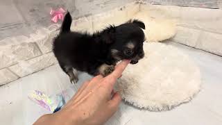 チワワ（ロング）の動画01