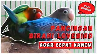 Download lagu SUARA LOVEBIRD KAWIN 100% AMPUH LANGSUNG BIRAHI mp3 Download lagu SUARA LOVEBIRD KAWIN 100% AMPUH LANGSUNG BIRAHI mp3