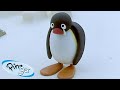 Pingu S Dangerous Joke Pingu Official Channel Cartoons For Kids