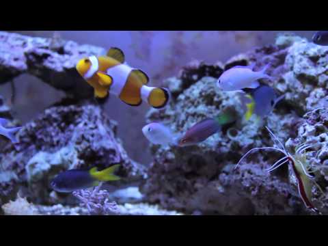 Yung Dripz - Real Talk ft. Lover Lover Player Boy and Juice Man Olden