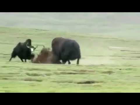 Wild yak vs Domestic yak