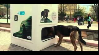 This Vending Machine Takes Bottles And Gives Food To Stray Dogs In Exchange