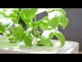 Išmanus namų sodas Click &amp; Grow Smart Indoor Garden 3, baltas