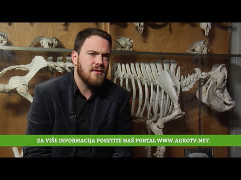 Reč struke ep. 155 20.02.2018. - Karakteristike domaćih rasa goveda i njihovo očuvanje