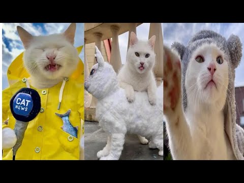 Cat reels Instagram hashtags,Reels of cats, Funny cat videos, Funny cat Instagram, funny cats, 2022