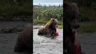 Por Que os Ursos Não Comem o Salmão Inteiro? 🐻🐟 #curiosidades #fatoscuriosos #shorts