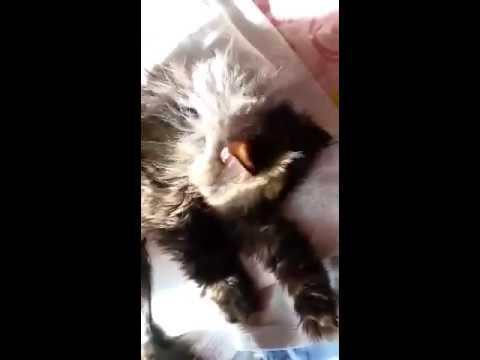 LAIDA de Esperanza Felina (26/03/16)