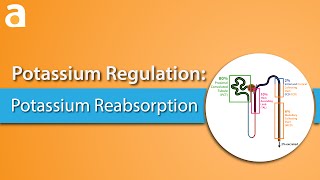 Potassium Regulation