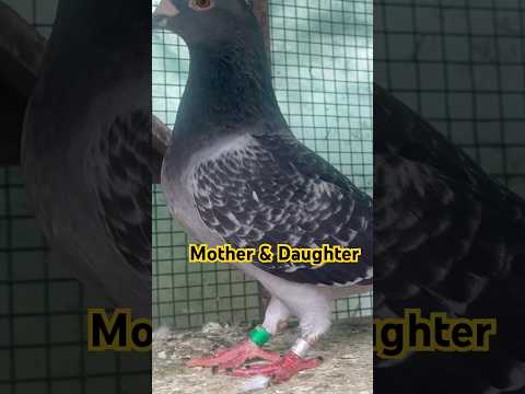 Mother & Daughter in Same Style 😎 Our own manufacturing young stock bird