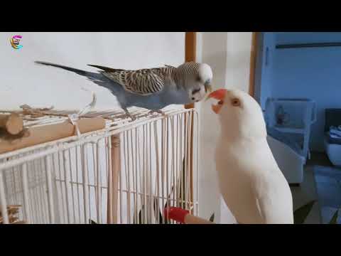 YouTube video about: Can indian ringnecks live with other birds?