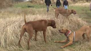 preview picture of video 'Rhodesian Ridgeback - Poznańskie Spotkania RR  26-12-2011'