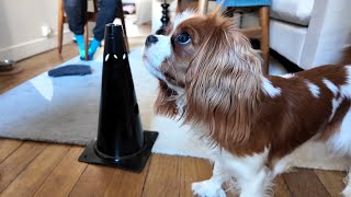 Vanilla’s first agility lesson with Aurélie Nuzillard, the 2022 Île-de-France agility vice-champion