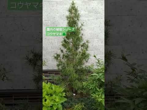 和傘松、コウヤマキ、Sciadopitys verticillata