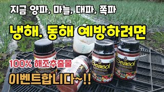월동작물관리법 양파마늘대파쪽파 냉해.동해 예방을 위해 대유씨솔(seasol)이란 영양제 해조추출물을 뿌려주었…