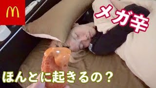 【マクドナルド・新商品】目が覚めるような辛さのマックナゲットを食えば寝てるやつ起きるんじゃ？