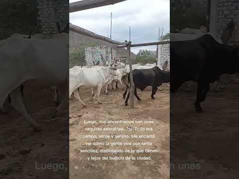 un pequeño recorrido de mi viajé a Piura morropon #storytime