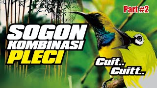 Download lagu Masteran sogon kombinasi Pleci terbaru #sogon #kicaumania #pleci mp3