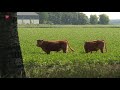 Jacht op loslopende koeien langs de Vogelweg