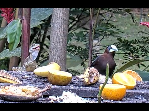 Basilisk Lizard and Chestnut-headed Oropendola Face Off at the Panama Feeders | April 23, 2023