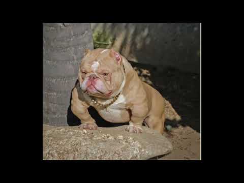 Juan Son - La Isla Riki Raka