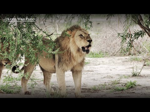 Why Do Lions Need their Tails?