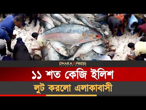 ইলিশ লুটের ভিডিও ভাইরাল