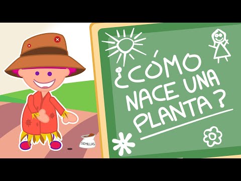 , title : 'APRENDIENDO SOBRE LA GERMINACIÓN DE LAS PLANTAS: ¿CÓMO NACE Y CRECE UNA PLANTA?🌻🌼. ¡ISA TE EXPLICA!'