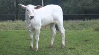 Nelore valente - João Paulo e Daniel.christian