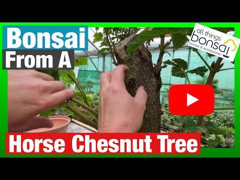 Bonsai from Horse Chestnut tree. Part one - examining raw material for styling options