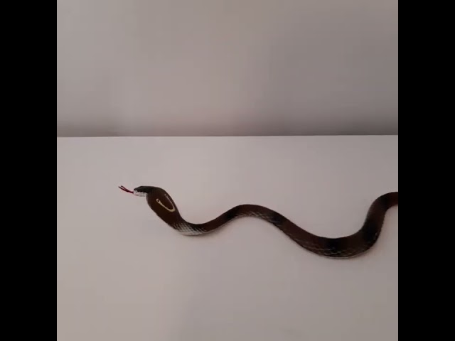 Vídeo relacionado con Zappi Co - Juguete de Serpiente de Peluche Suave y tierno para niños, Parte de la colección de Animales de la Sabana: Realista y Vivo (Cobra)