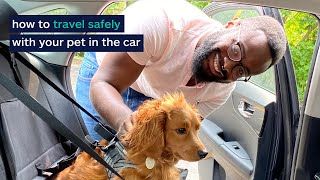 How to Travel Safely with Your Pet in the Car