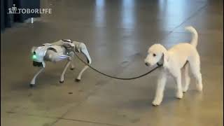 Robot Dog Walks Real Dog at The AI Conference