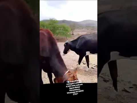 5 Novilhas de Linhagem Leiteira: 4.000 reais cada em Águas Belas/ Pernambuco.ZAP  84 99810 2784*