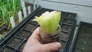 Growing Lettuce from Scraps with Time Lapse