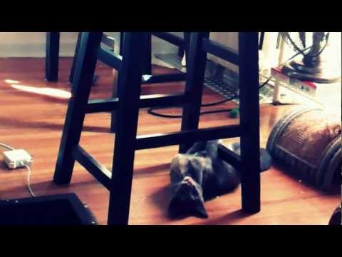 Roshi the Kitten Philosopher