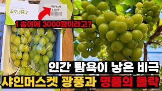 재배지 20배 대폭증, 샤인머스켓의 성공과 추락