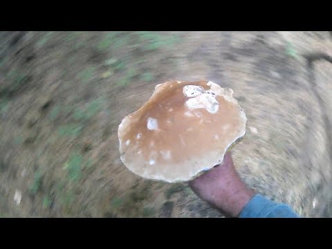 Білі гриби в Карпатах 2017.Белые грибы в Карпатах 2017.White mushrooms in the Carpathians, 2017.