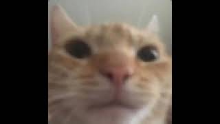 Cover art for social credit