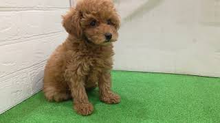 トイプードルの動画01