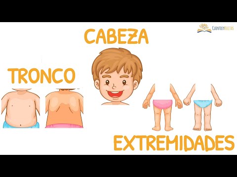 Cabeza tronco y extremidades para niños | Juegos para Aprender Español Gratis | CuentosyRecetas