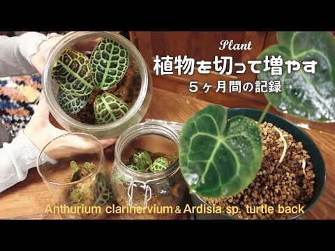 ケンクルス・シリアリス