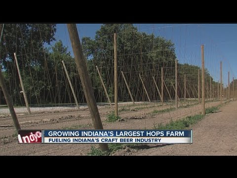 download lagu mp3 mp4 Largest Hop Farm In Us, download lagu Largest Hop Farm In Us gratis, unduh video klip Largest Hop Farm In Us