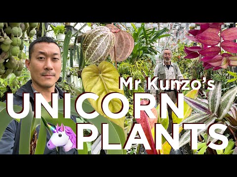 Plants You Won’t See Anywhere Else!! EXQUISITE and UNIQUE 🪴 Collection of Mr Kunzo in Japan 🇯🇵