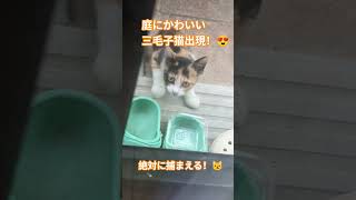 庭にかわいい三毛猫赤ちゃん初登場！😼絶対に捕まえる！🙀家族にするんだ！🤗
