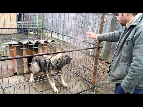 Ciobanesc Carpatin- Lucky, 8 luni