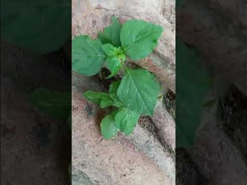 Best of nature PHOTOGRAPHS / hamne ek khubsoort photoshoot kiya / photoshoot by ALVLOGS